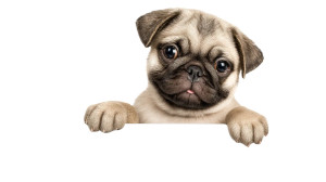 Adorable Pug Puppy Vinyl Car Decal Sticker – Waterproof & UV-Resistant 