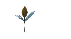 Proud Leaf Glow Vinyl Car Decal Sticker – Waterproof & UV-Resistant 