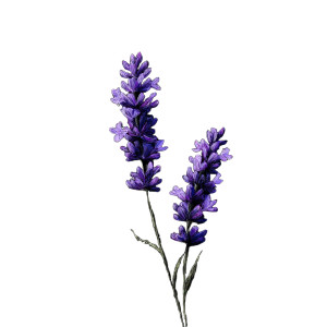 Lavender Plants Vinyl Car Decal Sticker – Waterproof & UV-Resistant Lavender Plants Vinyl Car Decal Sticker – Waterproof & UV-Resistant