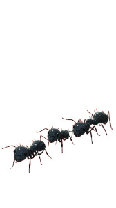 Marching Ants Picnic Vinyl Car Decal Sticker – Waterproof & UV-Resistant 