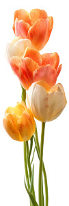 Colorful Tulips Vinyl Car Decal Sticker – Waterproof & UV-Resistant Colorful Tulips Vinyl Car Decal Sticker – Waterproof & UV-Resistant