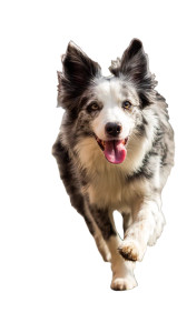 Running Border Collie V4 Vinyl Car Decal Sticker – Waterproof & UV-Resistant Running Border Collie V4 Vinyl Car Decal Sticker – Waterproof & UV-Resistant