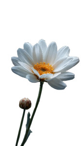 White Daisy Bloom Vinyl Car Decal Sticker – Waterproof & UV-Resistant 