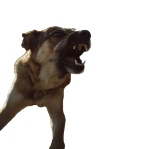 Aggressive Dog Biting Vinyl Car Decal Sticker – Waterproof & UV-Resistant 