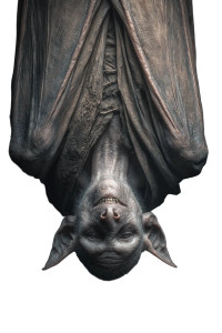 Giant Nosferatu Vinyl Car Decal Sticker – Waterproof & UV-Resistant 