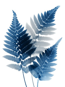 Overlapping Fern Leaves Vinyl Car Decal Sticker – Waterproof & UV-Resistant 