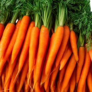 Fresh Orange Carrots V2 Vinyl Car Decal Sticker – Waterproof & UV-Resistant 