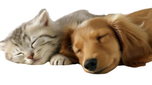 Cuddling Pets Vinyl Car Decal Sticker – Waterproof & UV-Resistant Cuddling Pets Vinyl Car Decal Sticker – Waterproof & UV-Resistant
