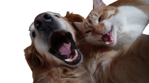 Laughing Dog Duo Vinyl Car Decal Sticker – Waterproof & UV-Resistant 