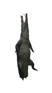 Giant Chained Crocodile Vinyl Car Decal Sticker – Waterproof & UV-Resistant 