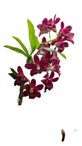 Dreamy Dendrobium Bloom Vinyl Car Decal Sticker – Waterproof & UV-Resistant 