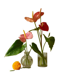 Anthuriums And Marigold Vinyl Car Decal Sticker – Waterproof & UV-Resistant Anthuriums And Marigold Vinyl Car Decal Sticker – Waterproof & UV-Resistant