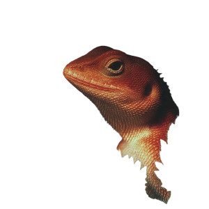 Chameleon Close-Up Vinyl Car Decal Sticker – Waterproof & UV-Resistant Chameleon Close-Up Vinyl Car Decal Sticker – Waterproof & UV-Resistant