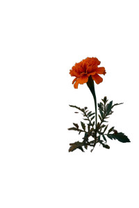 Orange Marigold Resilience Vinyl Car Decal Sticker – Waterproof & UV-Resistant Orange Marigold Resilience Vinyl Car Decal Sticker – Waterproof & UV-Resistant
