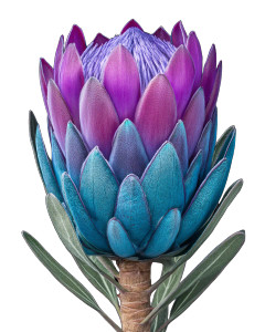 Bioluminescent King Protea Vinyl Car Decal Sticker – Waterproof & UV-Resistant Bioluminescent King Protea Vinyl Car Decal Sticker – Waterproof & UV-Resistant