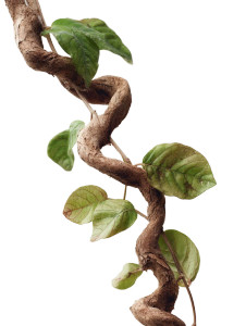 Cashew Branch Vinyl Car Decal Sticker – Waterproof & UV-Resistant 