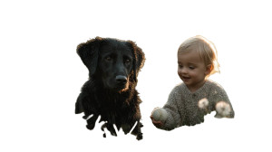 Playful Labrador & Baby Vinyl Car Decal Sticker – Waterproof & UV-Resistant 