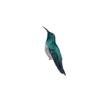 Botanical Pattern Colibri Vinyl Car Decal Sticker – Waterproof & UV-Resistant 
