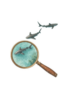 Shark Aerial View Vinyl Car Decal Sticker – Waterproof & UV-Resistant 