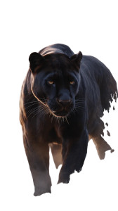 Majestic Black Panther V3 Vinyl Car Decal Sticker – Waterproof & UV-Resistant Majestic Black Panther V3 Vinyl Car Decal Sticker – Waterproof & UV-Resistant