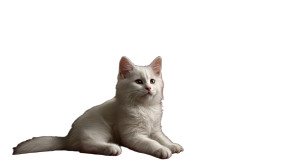 Fluffy White Kitten V5 Vinyl Car Decal Sticker – Waterproof & UV-Resistant Fluffy White Kitten V5 Vinyl Car Decal Sticker – Waterproof & UV-Resistant