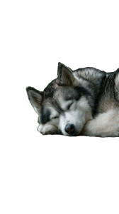 Sleeping Husky Vinyl Car Decal Sticker – Waterproof & UV-Resistant 