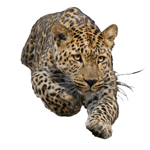 Leaping Leopard V2 Vinyl Car Decal Sticker – Waterproof & UV-Resistant Leaping Leopard V2 Vinyl Car Decal Sticker – Waterproof & UV-Resistant