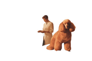 Poodle Grooming Salon Vinyl Car Decal Sticker – Waterproof & UV-Resistant 