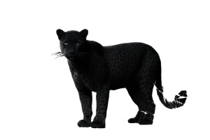 Surreal Black Jaguar Vinyl Car Decal Sticker – Waterproof & UV-Resistant 