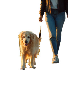 Walking The Dog Vinyl Car Decal Sticker – Waterproof & UV-Resistant Walking The Dog Vinyl Car Decal Sticker – Waterproof & UV-Resistant