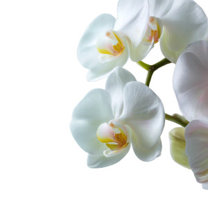 Orchid Close-Up Vinyl Car Decal Sticker – Waterproof & UV-Resistant 