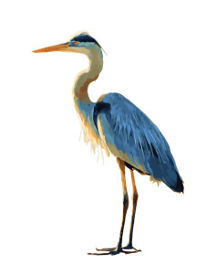 Blue Heron Beach Vinyl Car Decal Sticker – Waterproof & UV-Resistant 