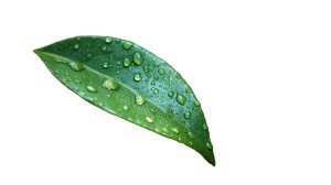 Dewy Green Leaf Vinyl Car Decal Sticker – Waterproof & UV-Resistant Dewy Green Leaf Vinyl Car Decal Sticker – Waterproof & UV-Resistant