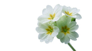 Flowering Primula Dew Vinyl Car Decal Sticker – Waterproof & UV-Resistant 