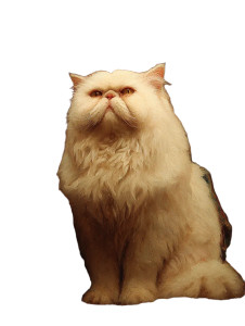 Royal Persian Cat Vinyl Car Decal Sticker – Waterproof & UV-Resistant Royal Persian Cat Vinyl Car Decal Sticker – Waterproof & UV-Resistant