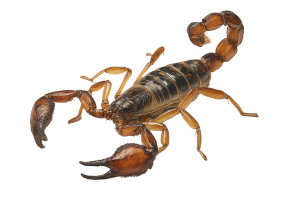 Scorpion Top View V2 Vinyl Car Decal Sticker – Waterproof & UV-Resistant 