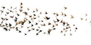 Flocking Starlings Painting Vinyl Car Decal Sticker – Waterproof & UV-Resistant 