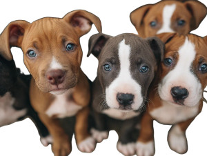 Cute Pitbull Puppies Vinyl Car Decal Sticker – Waterproof & UV-Resistant Cute Pitbull Puppies Vinyl Car Decal Sticker – Waterproof & UV-Resistant