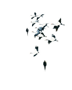 Flying Cranes Painting Vinyl Car Decal Sticker – Waterproof & UV-Resistant 