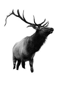 Bull Elk Moon Vinyl Car Decal Sticker – Waterproof & UV-Resistant 