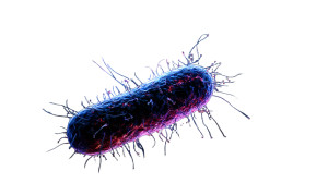 Microscopic Bacteria V2 Vinyl Car Decal Sticker – Waterproof & UV-Resistant 