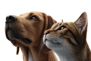 Dog And Cat Duo Vinyl Car Decal Sticker – Waterproof & UV-Resistant 