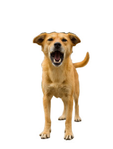 Golden Barking Dog Vinyl Car Decal Sticker – Waterproof & UV-Resistant Golden Barking Dog Vinyl Car Decal Sticker – Waterproof & UV-Resistant