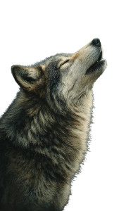 Howling Wolf Moon V3 Vinyl Car Decal Sticker – Waterproof & UV-Resistant 