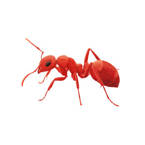 Red Ant Symbol Vinyl Car Decal Sticker – Waterproof & UV-Resistant 