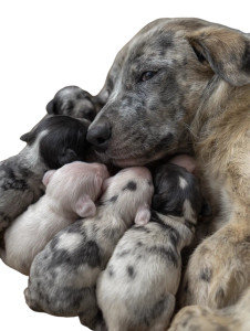 Mother Dog Nursing Vinyl Car Decal Sticker – Waterproof & UV-Resistant 