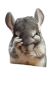 Scolded Chinchilla Vinyl Car Decal Sticker – Waterproof & UV-Resistant Scolded Chinchilla Vinyl Car Decal Sticker – Waterproof & UV-Resistant