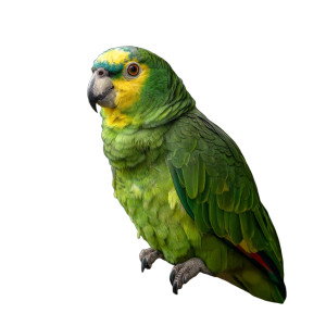 Amazon Parrot V2 Vinyl Car Decal Sticker – Waterproof & UV-Resistant 