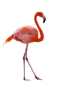 Pink Flamingo V3 Vinyl Car Decal Sticker – Waterproof & UV-Resistant Pink Flamingo V3 Vinyl Car Decal Sticker – Waterproof & UV-Resistant