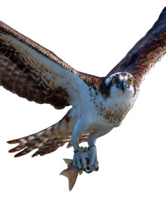 Osprey With Fish V2 Vinyl Car Decal Sticker – Waterproof & UV-Resistant 